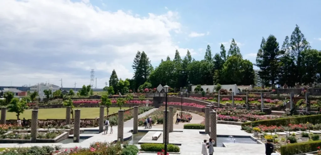 荒牧バラ公園 5月下旬