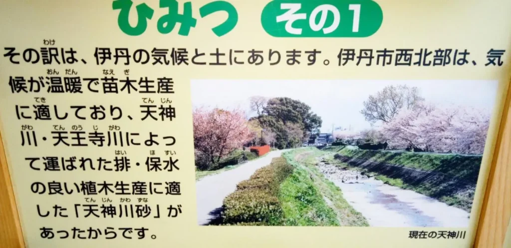 荒牧バラ公園 5月下旬