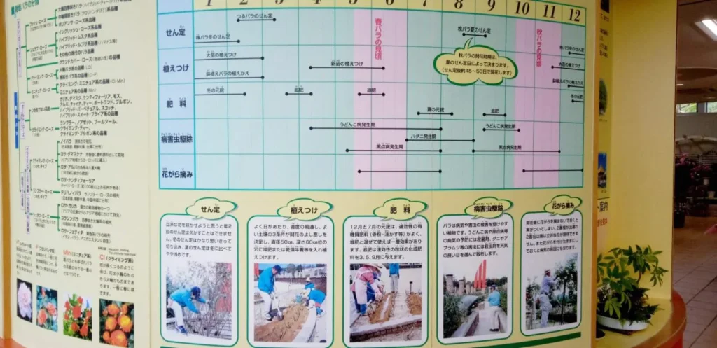 荒牧バラ公園 5月下旬