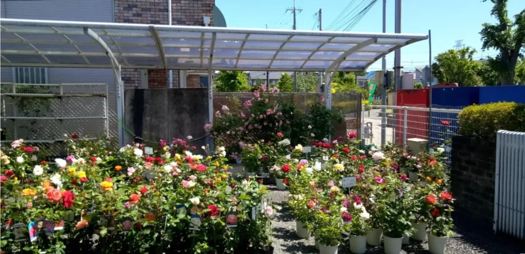 荒牧バラ公園 5月下旬