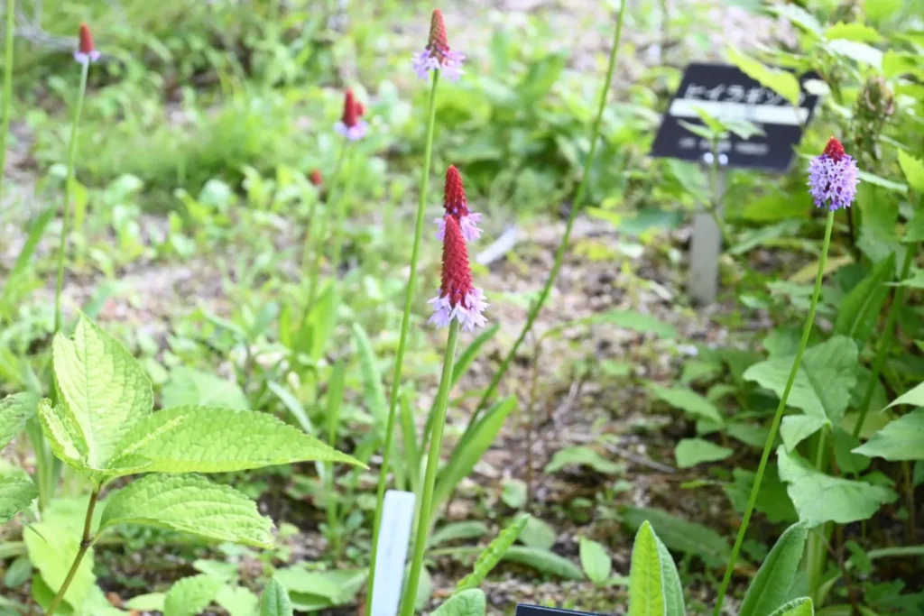 六甲高山植物園　ヒマラヤ区