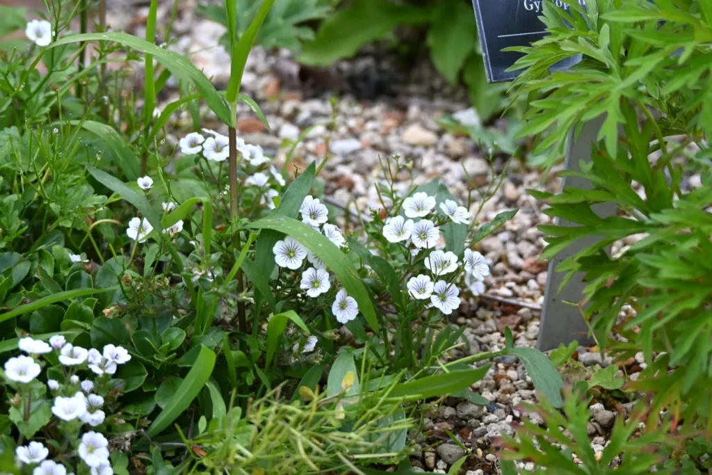 六甲高山植物園　ヒマラヤ区