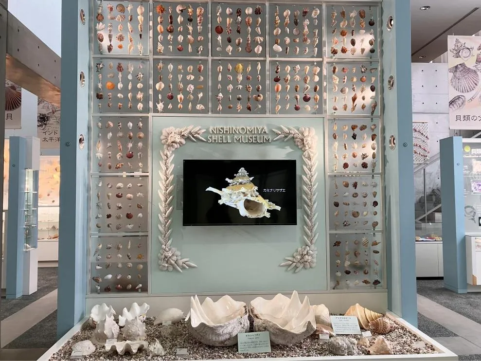 「西宮市貝類館」に行ってきた！大人から子どもまで楽しめる、見て、触れて、感じるミュージアム