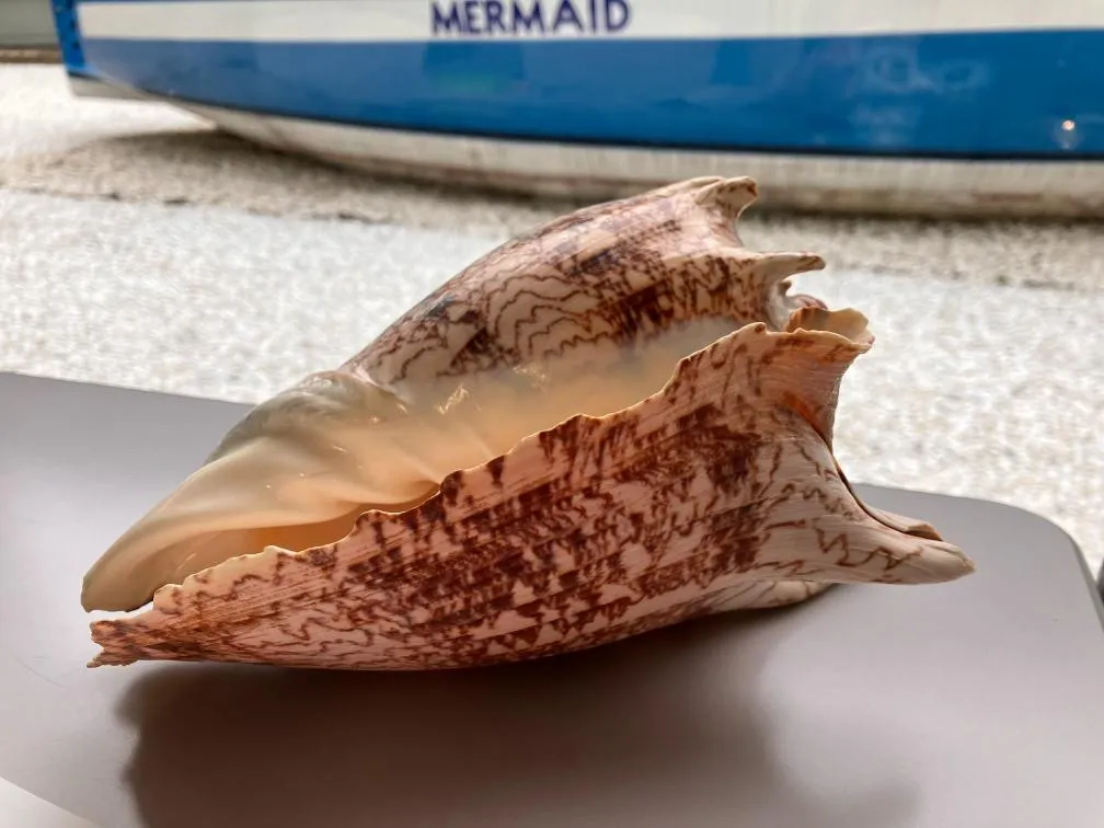 西宮市貝類館　大きな巻貝