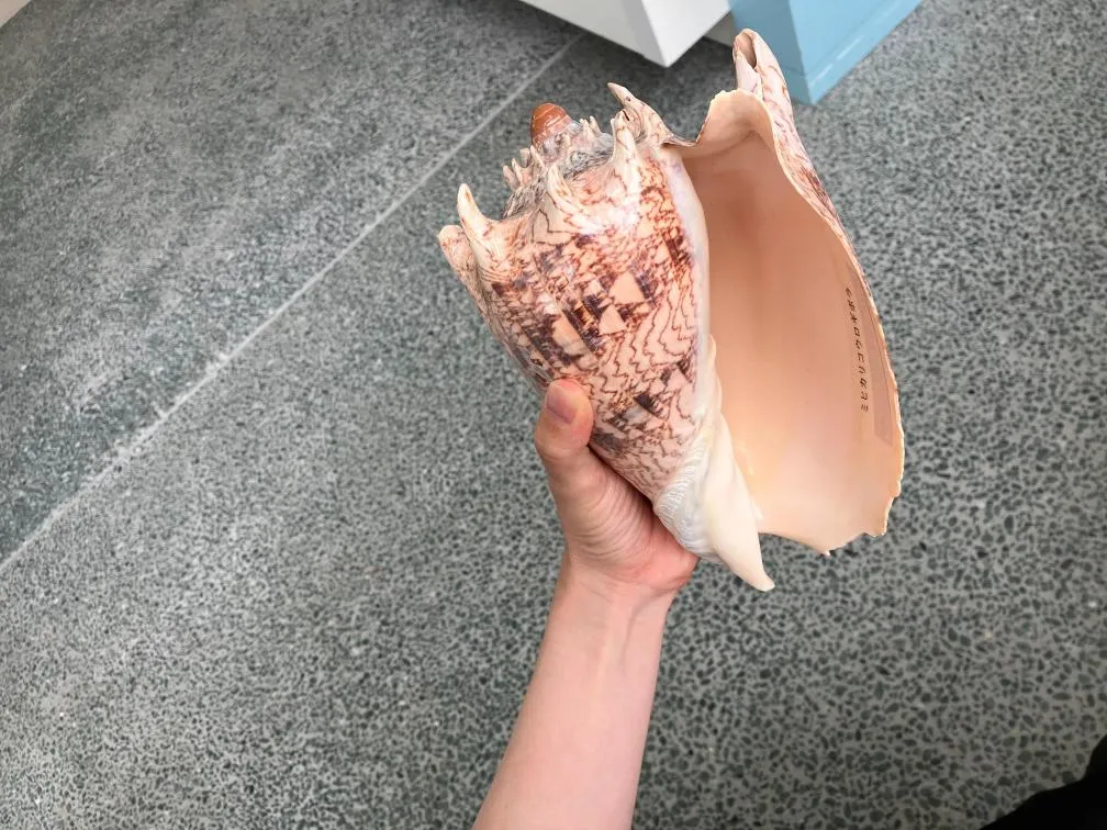 西宮市貝類館　大きな巻貝