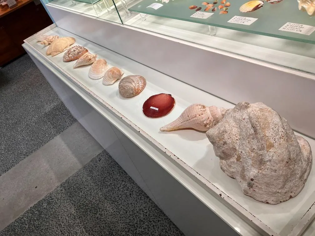 西宮市貝類館　展示