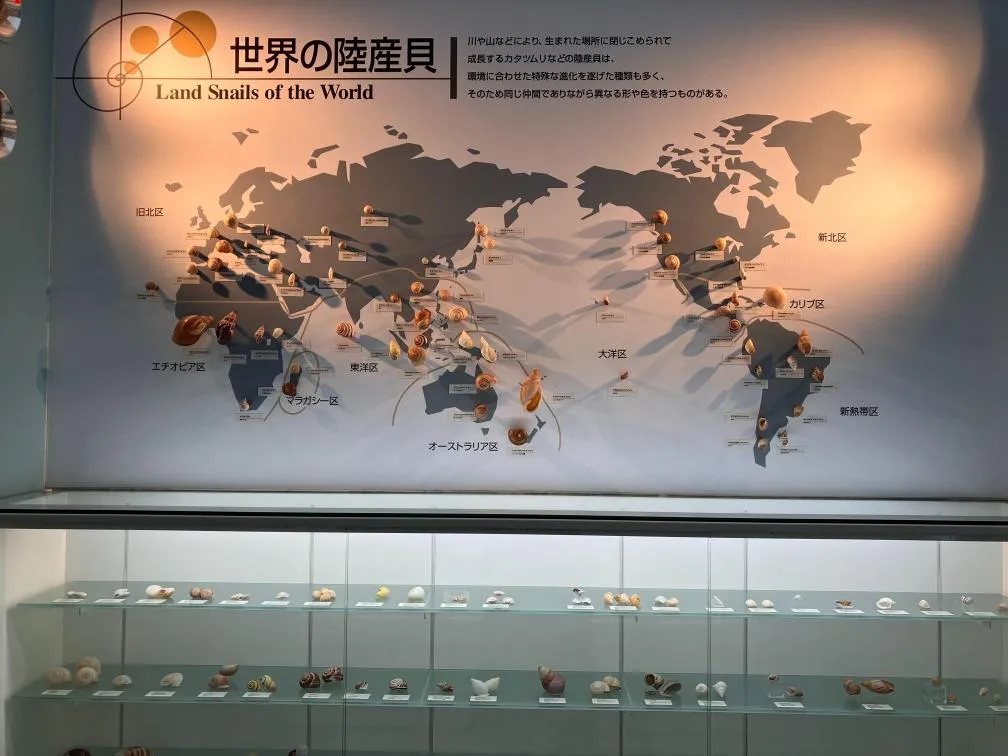西宮市貝類館　「世界の陸産貝」