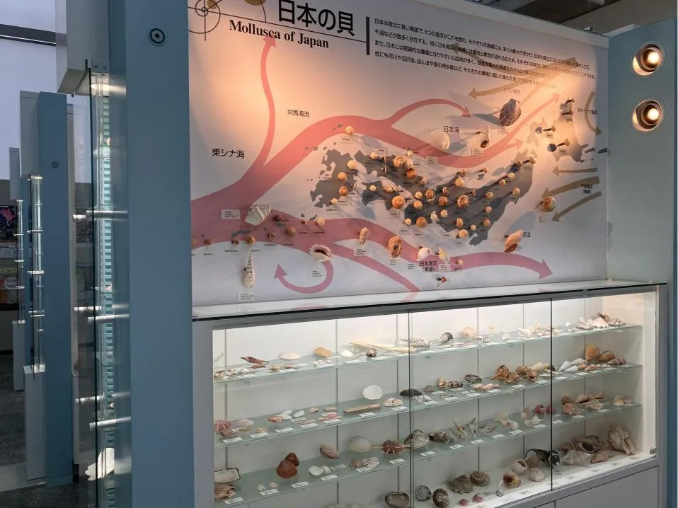 西宮市貝類館　「日本の貝」