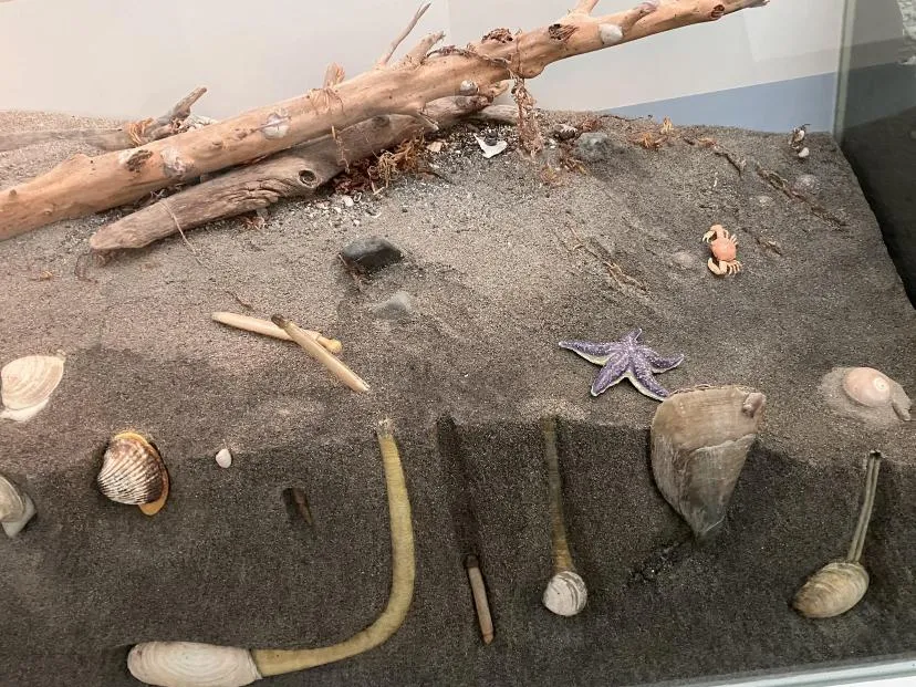 西宮市貝類館　「海にすむ貝類」