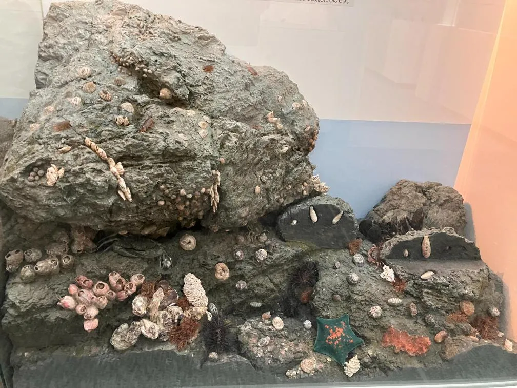 西宮市貝類館　「海にすむ貝類」