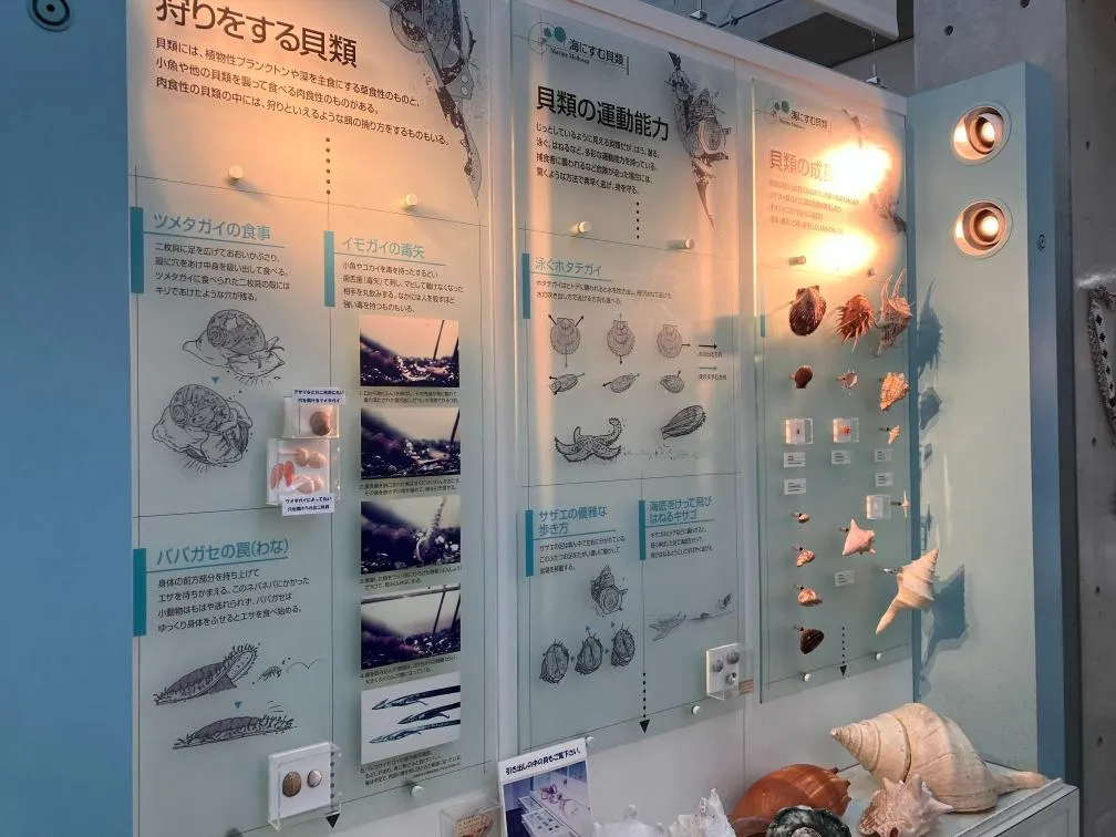 西宮市貝類館　パネル展示