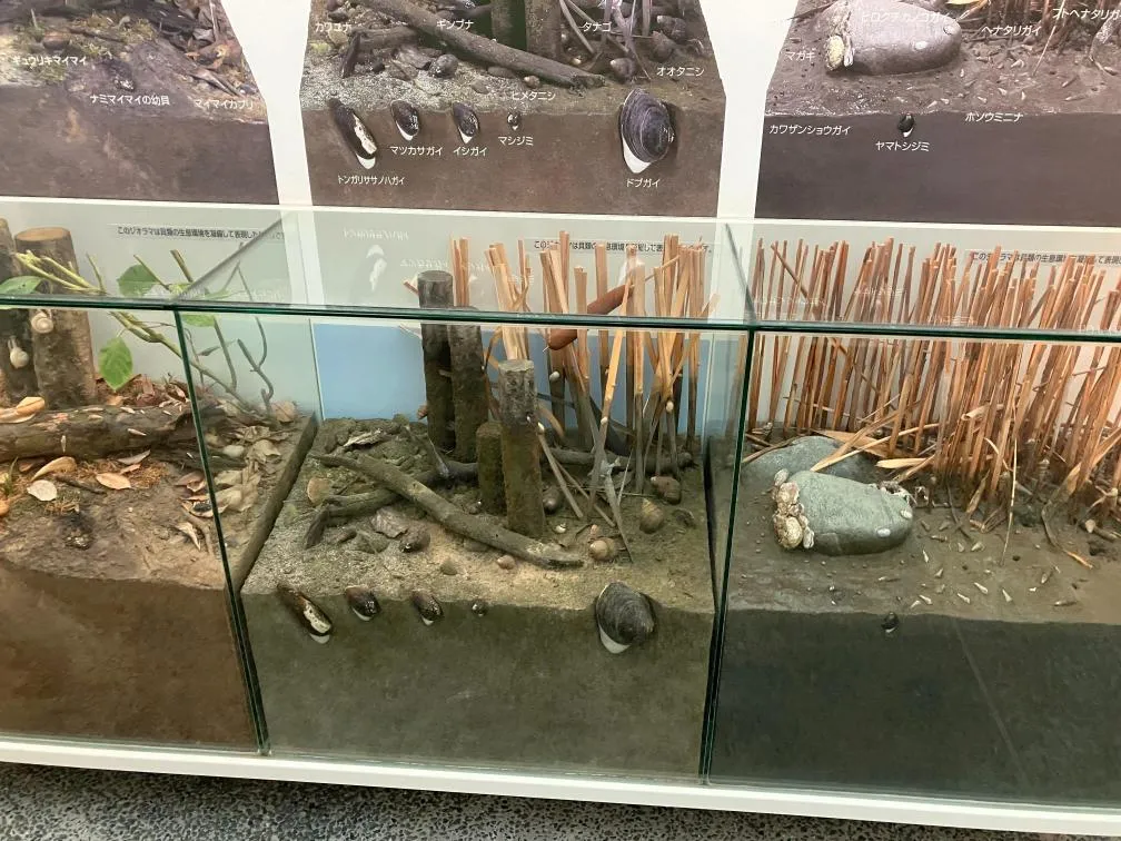 西宮市貝類館　「陸・川・池にすむ貝」