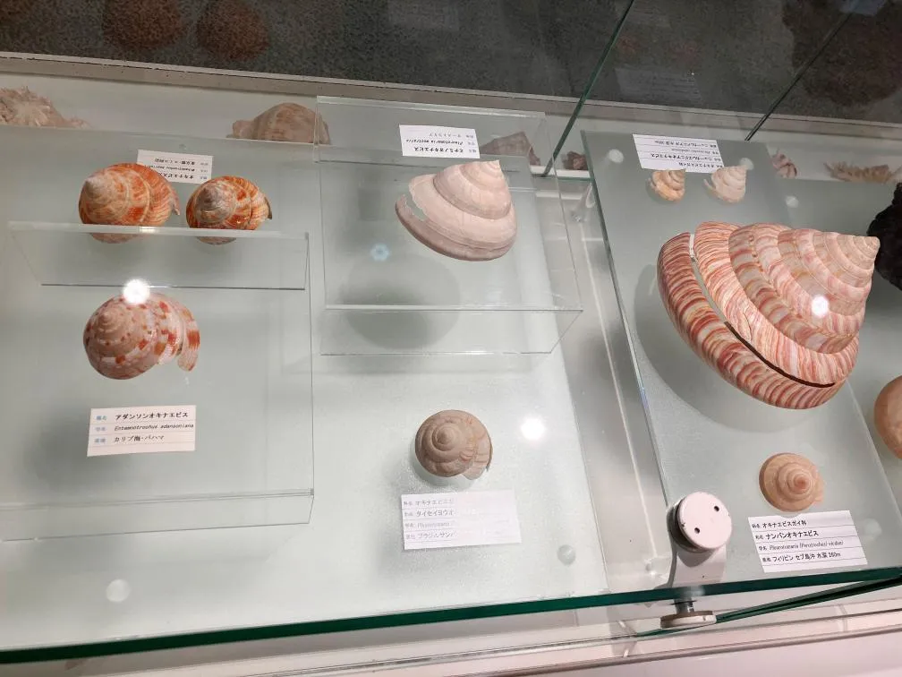 西宮市貝類館　展示