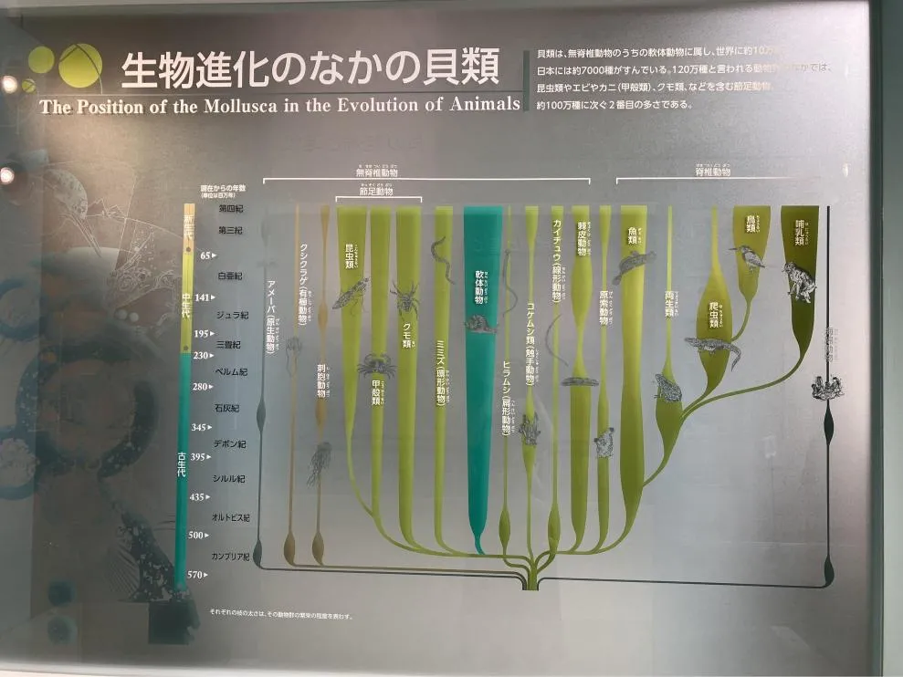 西宮市貝類館　「生物進化のなかの貝類」