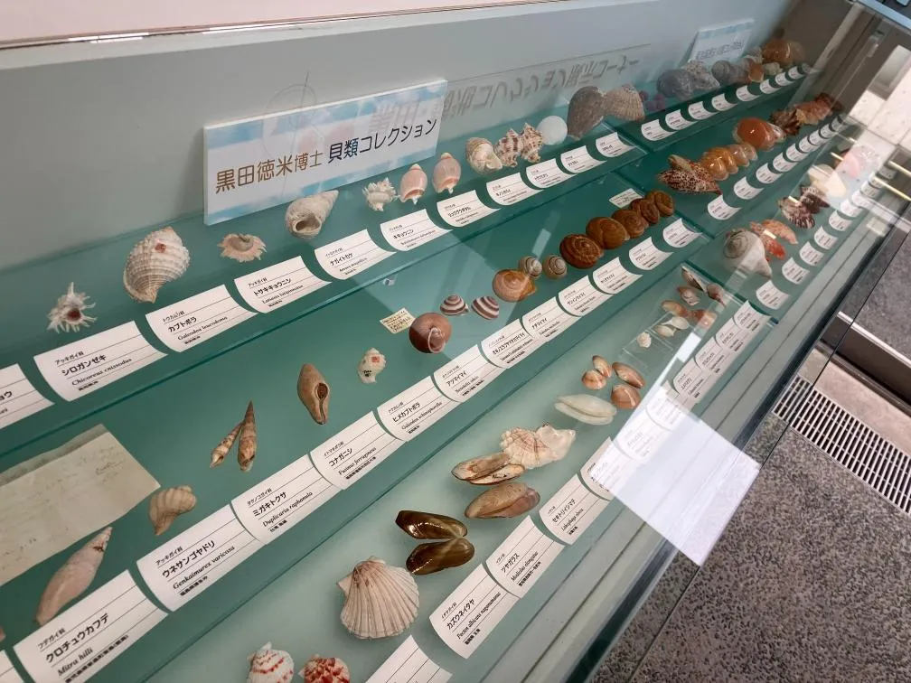 西宮市貝類館　黒田徳米博士コレクション