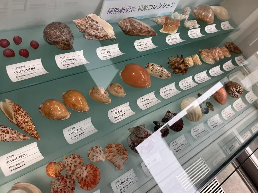 西宮市貝類館　菊池典男氏コレクション