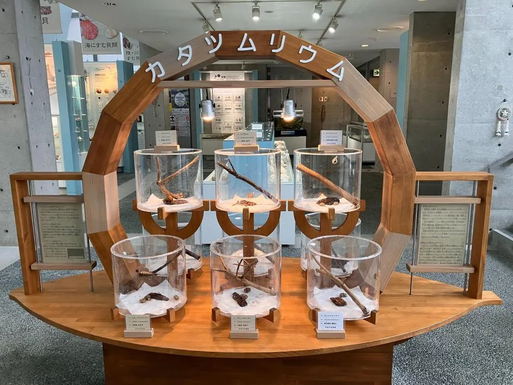 西宮市貝類館　カタツムリウム