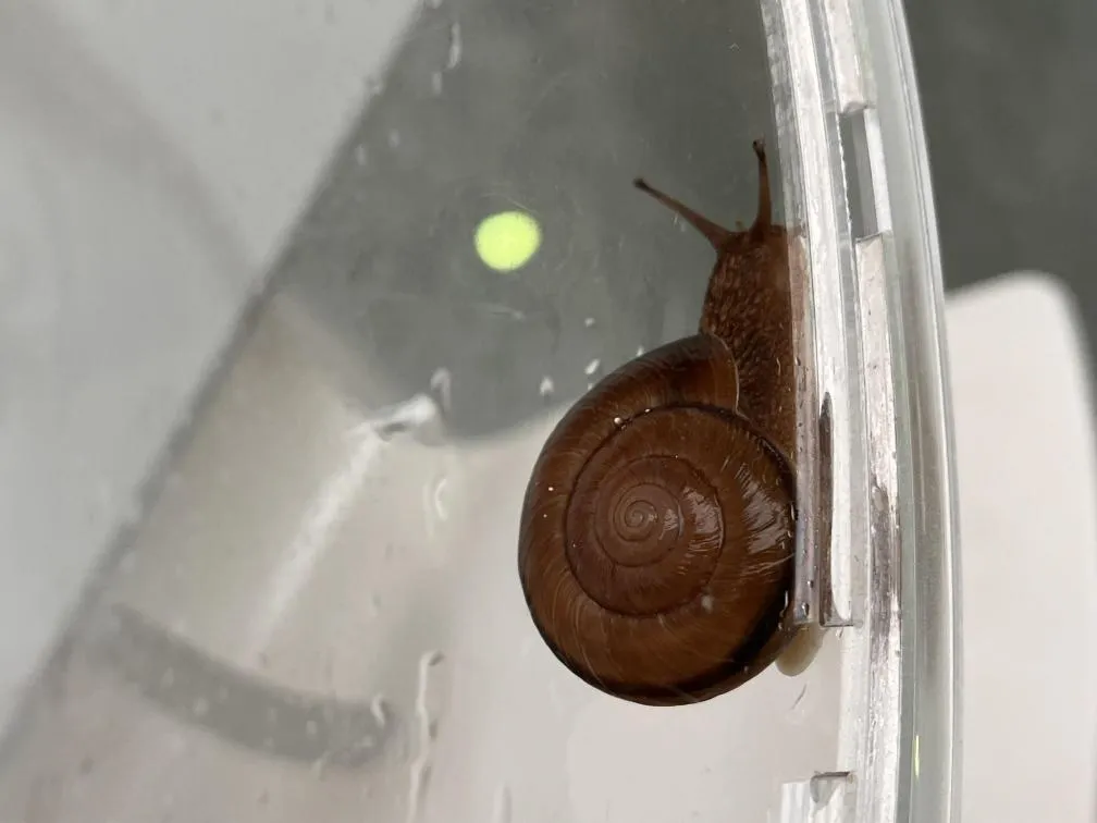 西宮市貝類館　カタツムリ