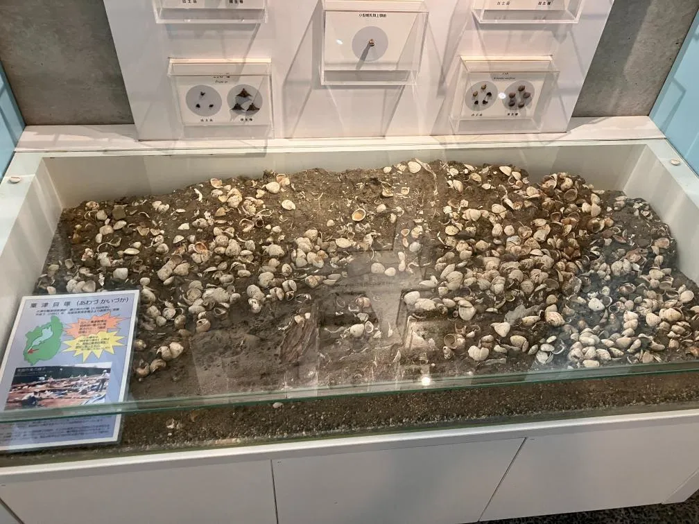 西宮市貝類館　「粟津貝塚」剥離標本