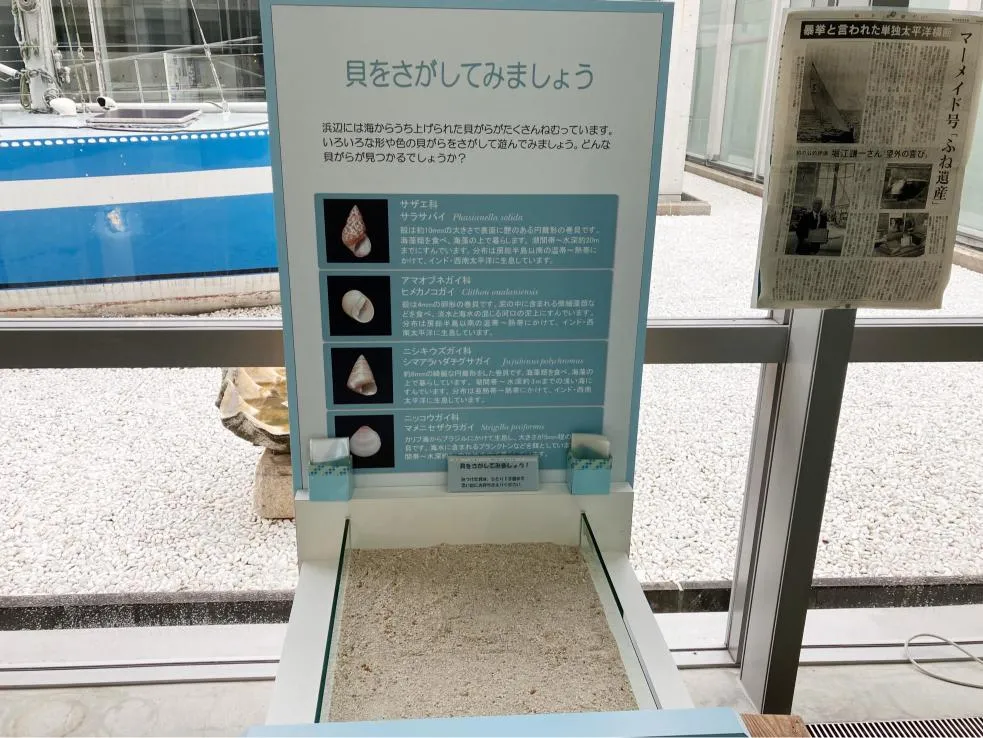 西宮市貝類館　貝殻を探せるコーナー