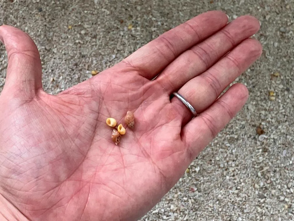 西宮市貝類館　貝殻を探せるコーナー