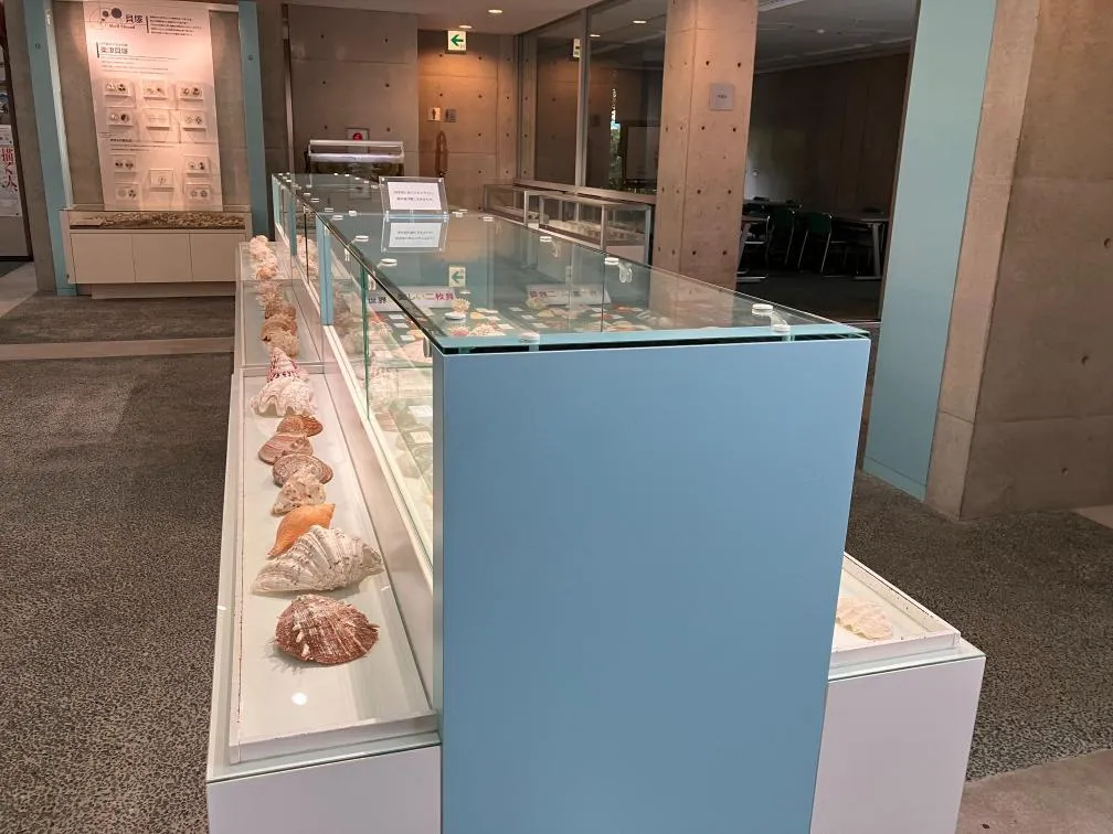 西宮市貝類館　展示