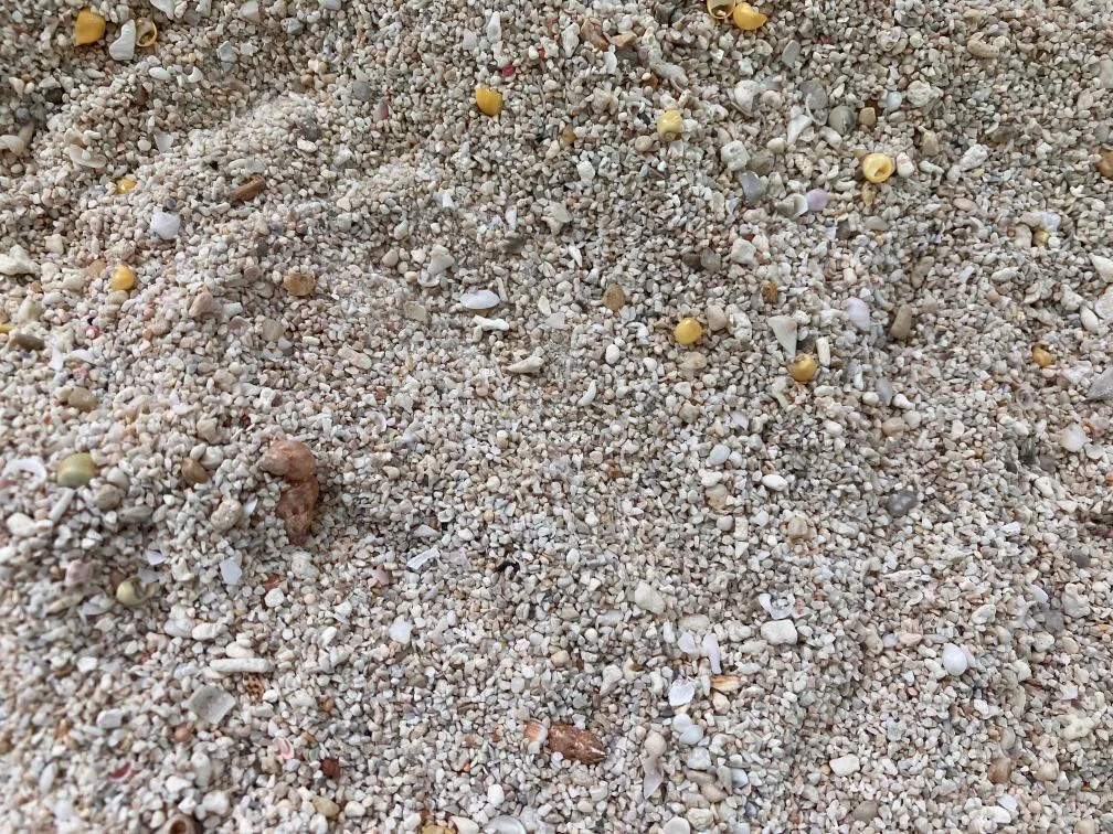 西宮市貝類館　貝殻を探せるコーナー