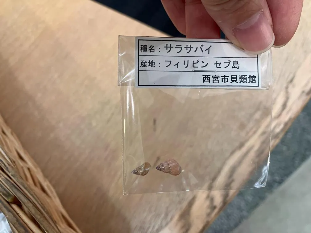 西宮市貝類館　お土産フィリピンセブ島のサラサバイ