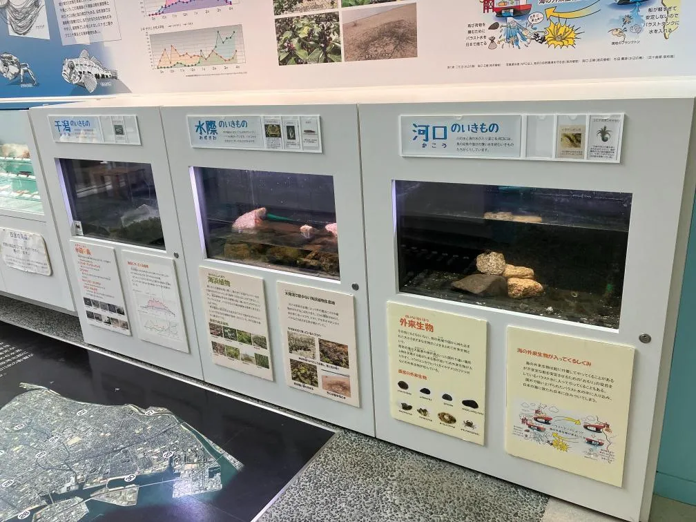 西宮市貝類館　展示