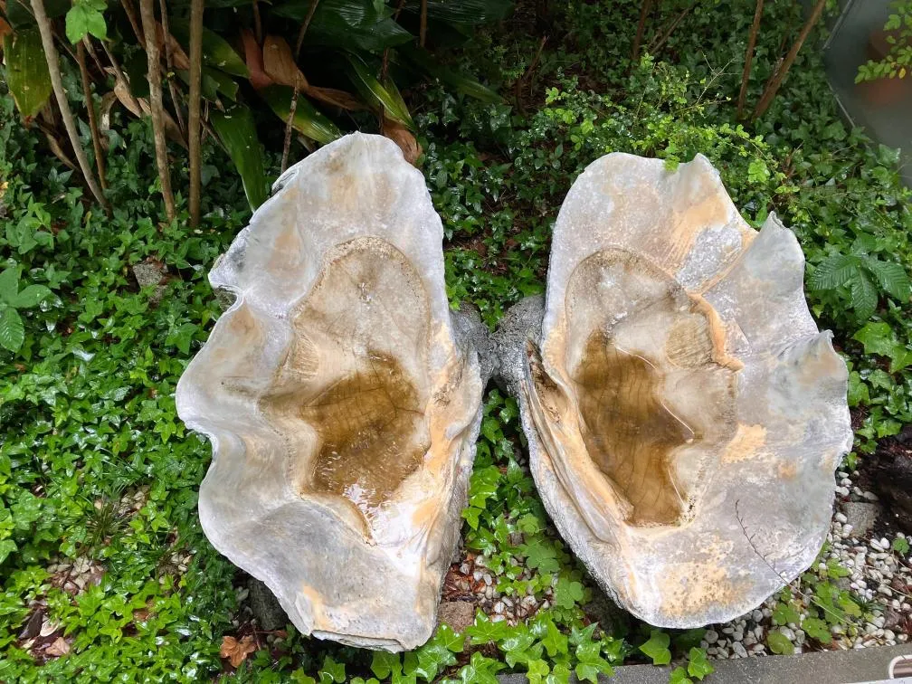 西宮市貝類館　オオシャコガイ