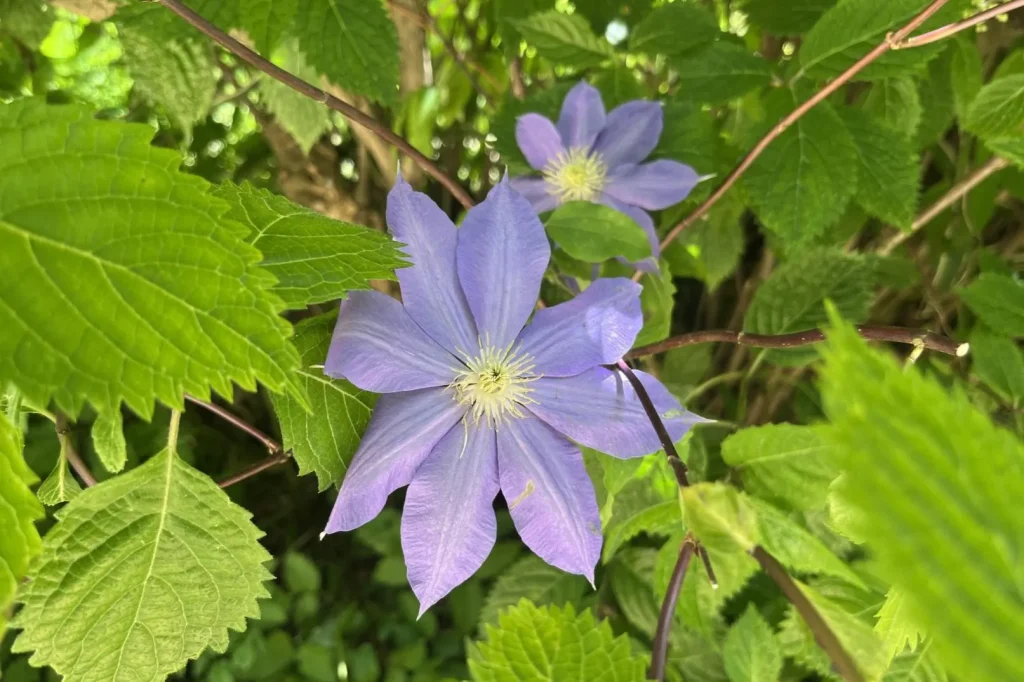 六甲高山植物園　カザグルマ