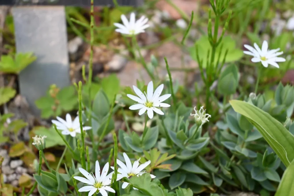 六甲高山植物園　日本区