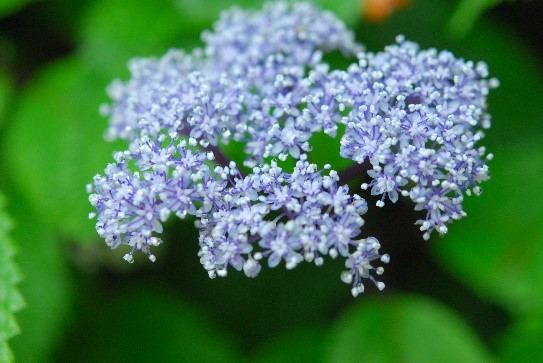 六甲高山植物園に自生するコアジサイ