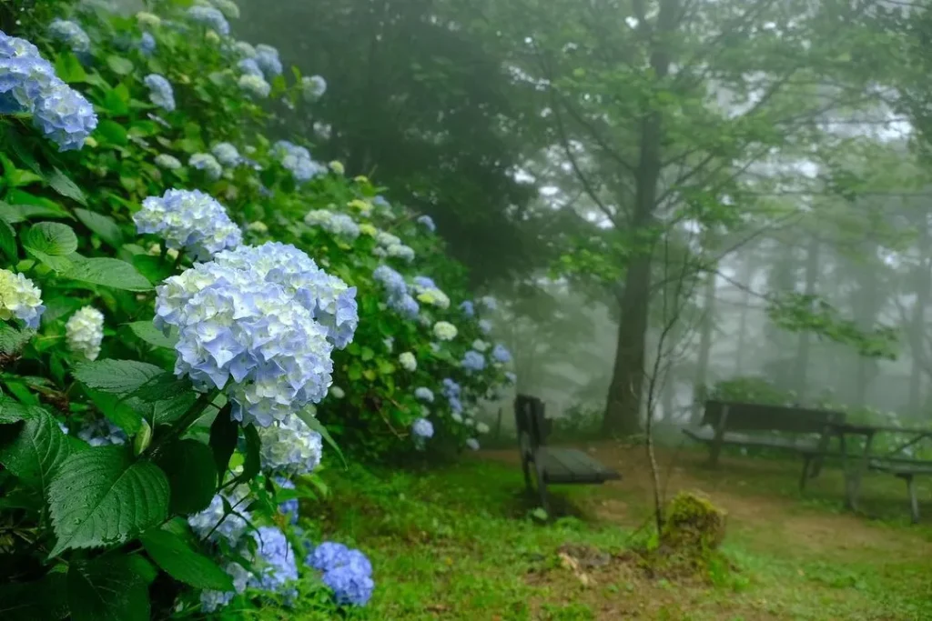 六甲高山植物園　ヒメアジサイ