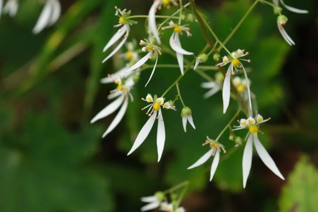 六甲高山植物園　ジンジソウ