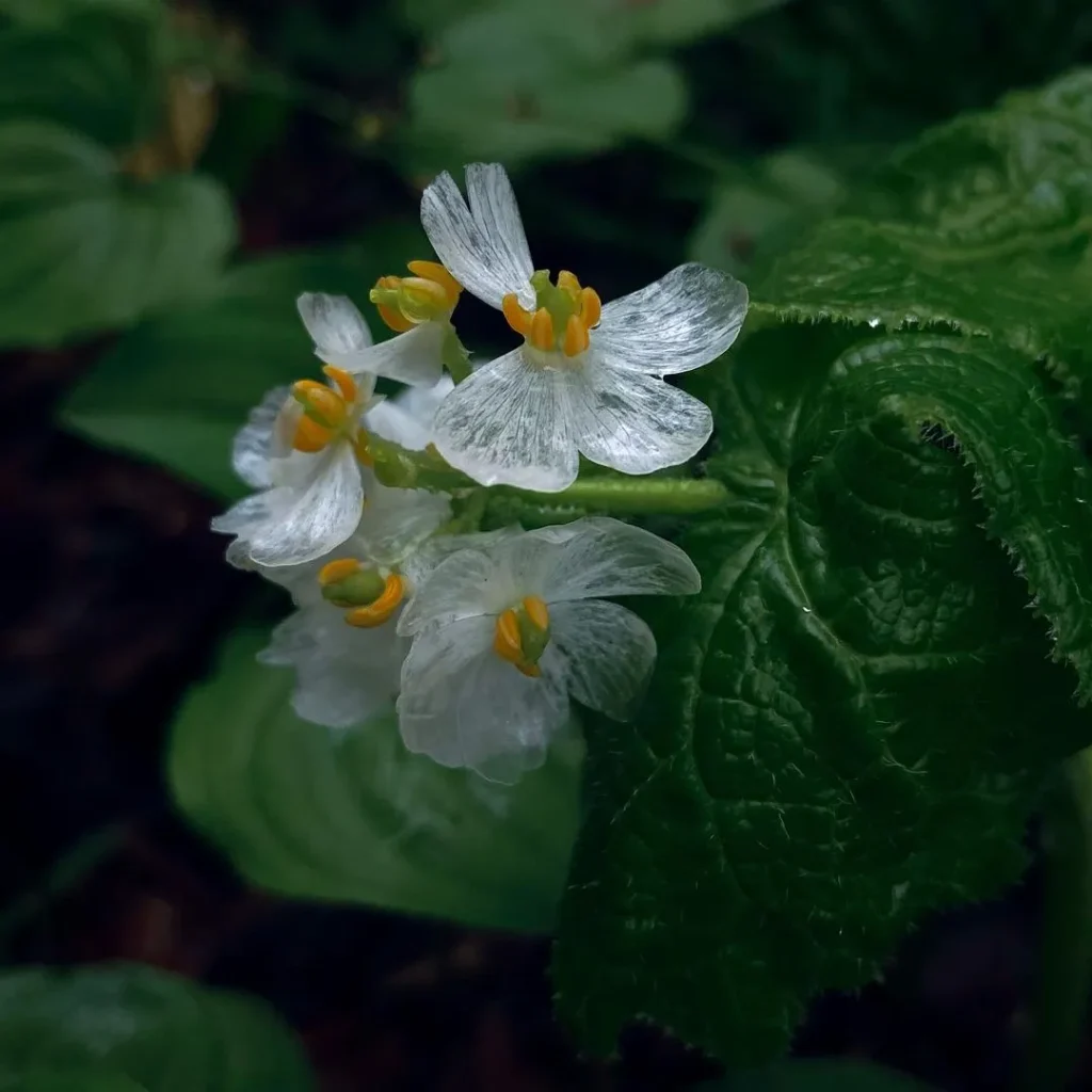 六甲高山植物園　サンカヨウ