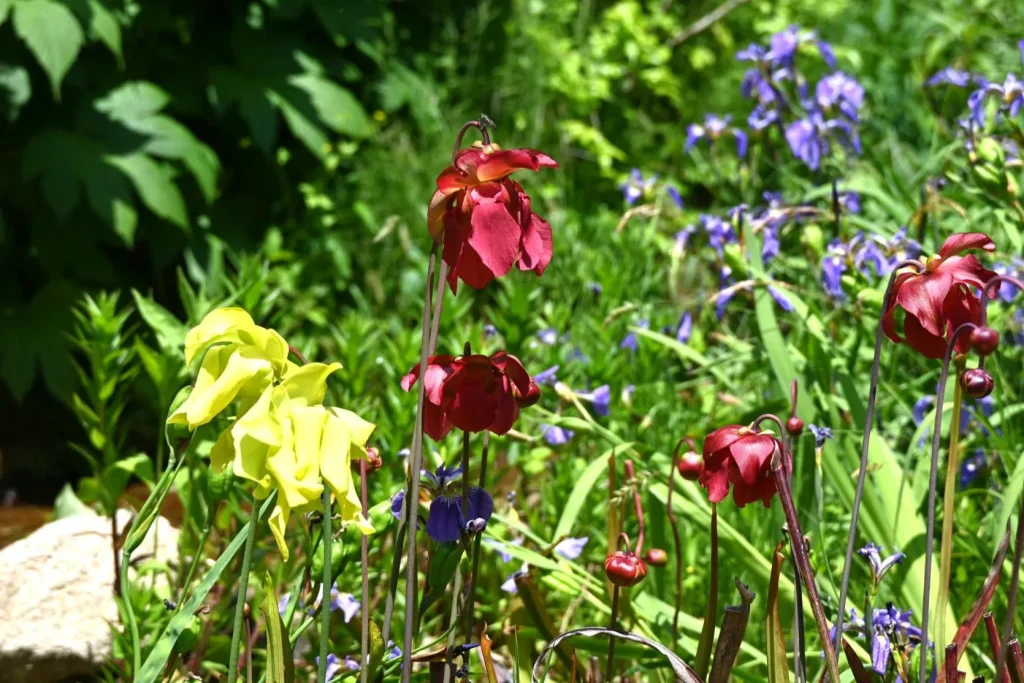 六甲高山植物園　サラセニア