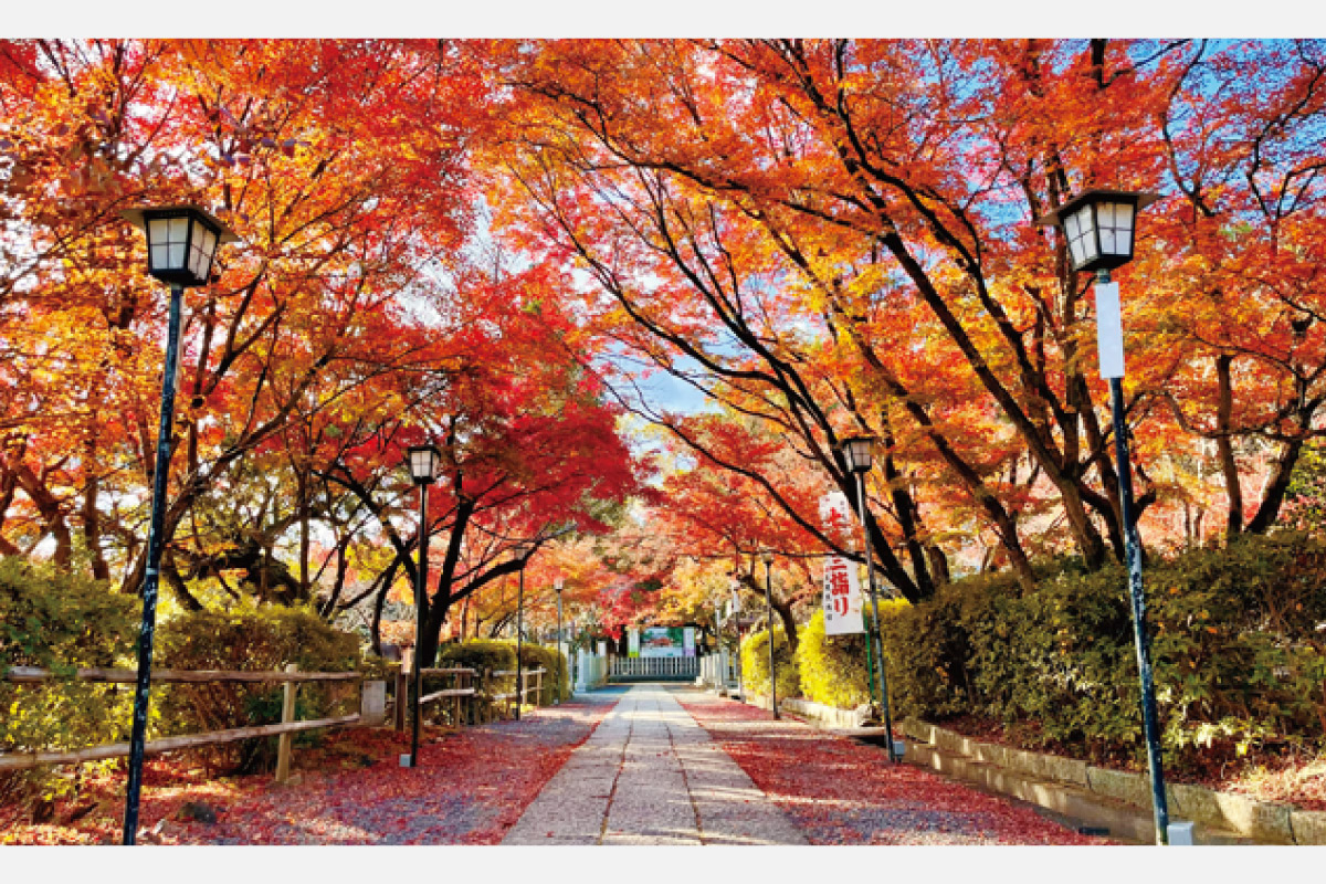 ＜京都線編＞阪急沿線の秋景色をめぐる。阪急沿線で紅葉ハイキングを楽しもう【TOKK2024年11月号】