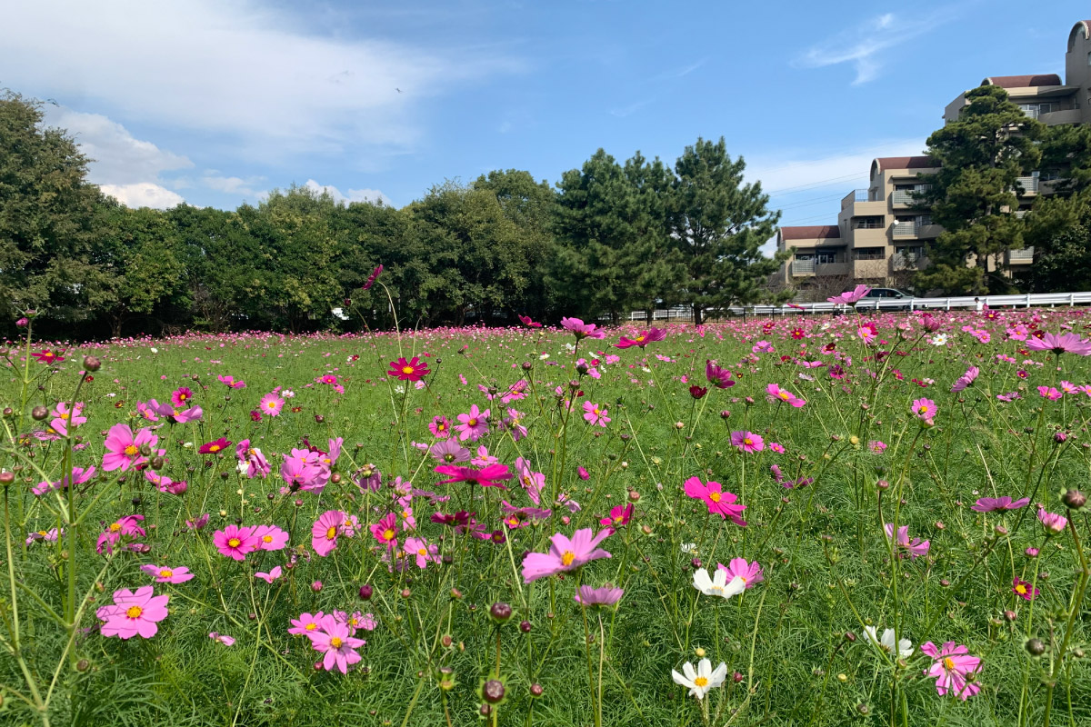 コスモス園を目指して阪急沿線をウオーキング。ハイキングイベント「末広中央公園から十六名公園・武庫川髭の渡しコスモス園コース」11月13日（水）開催