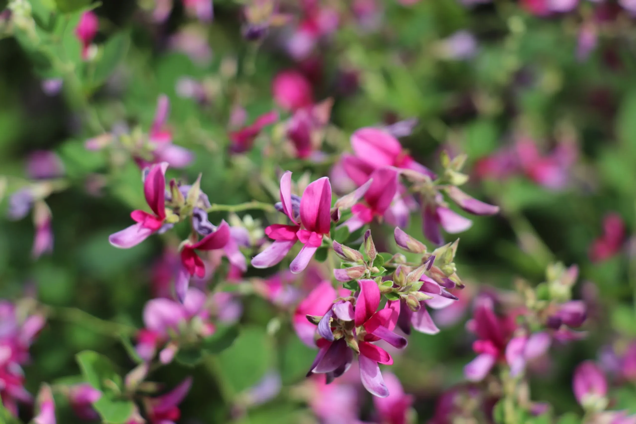 大阪豊中「萩の寺 東光院」は萩の名所として知られる古刹。見どころや人気の御朱印、アクセスなどご紹介