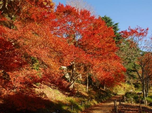 六甲山の紅葉が見頃に。ピークは11月上旬まで。ROKKO森の音ミュージアム、六甲高山植物園