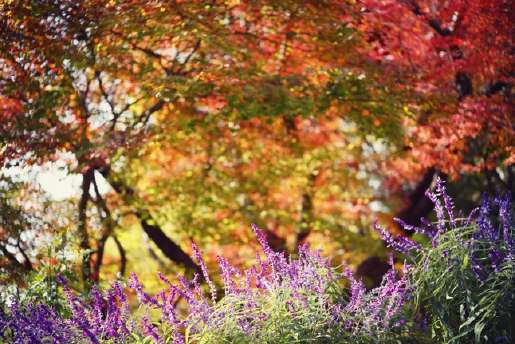 神戸布引ハーブ園/ロープウェイ