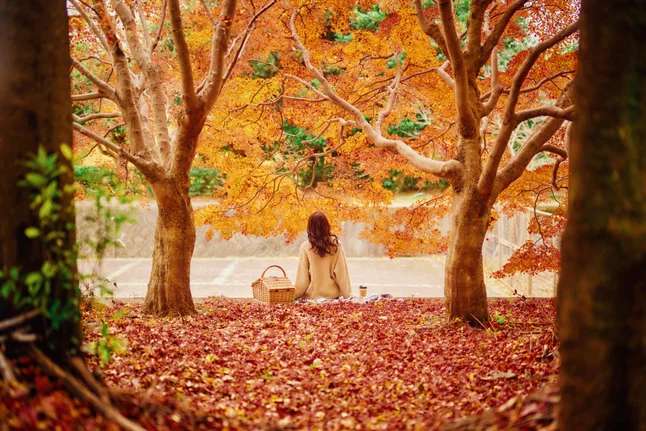 神戸布引ハーブ園/ロープウェイ