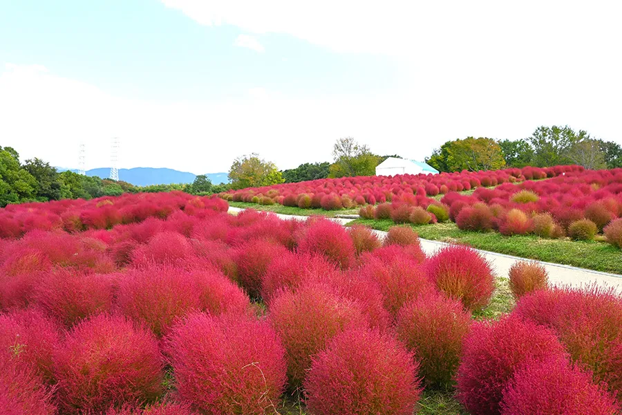 自然文化園花の丘　秋のコキア