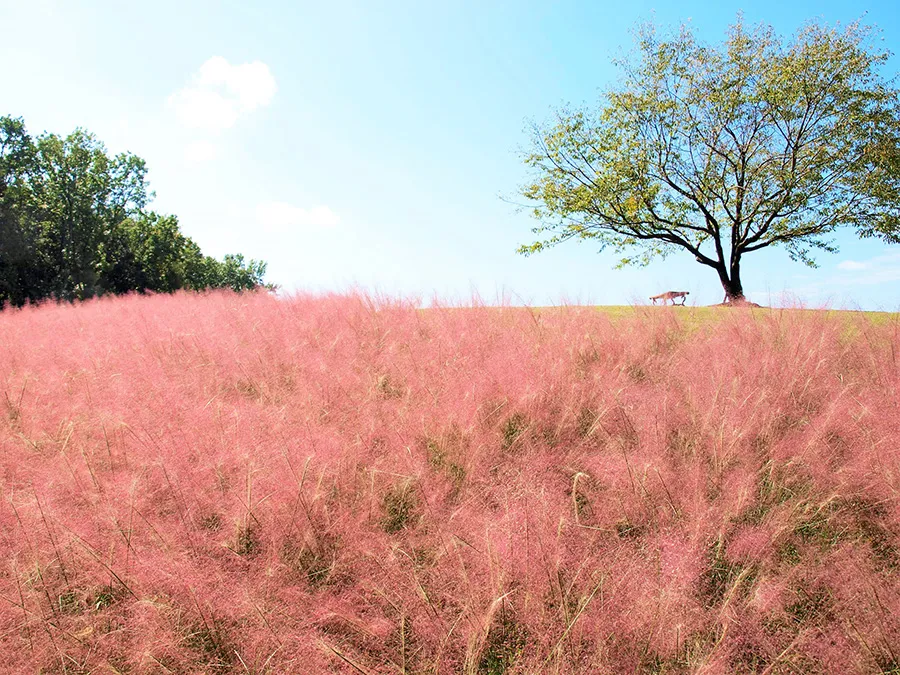 自然文化園花の丘　ミューレンべルキア畑