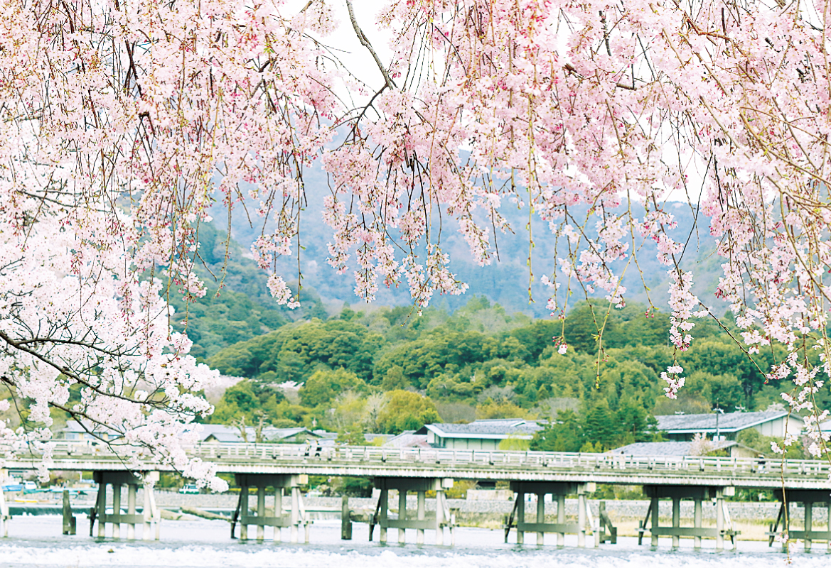 【2026年最新】京都の桜・花見スポット。阪急京都線の名所13選