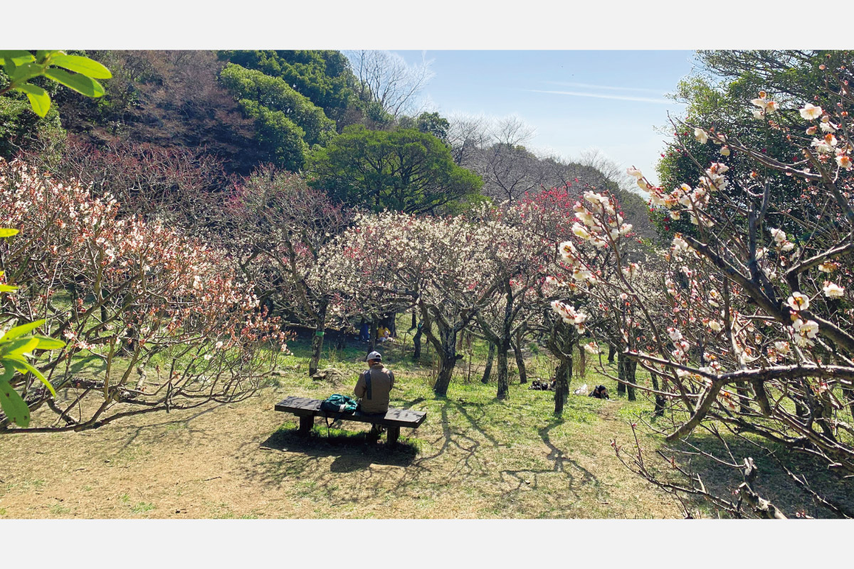 梅の香に誘われて、神戸・保久良梅林を目指して歩く山歩きイベント。3月2日（日）開催！