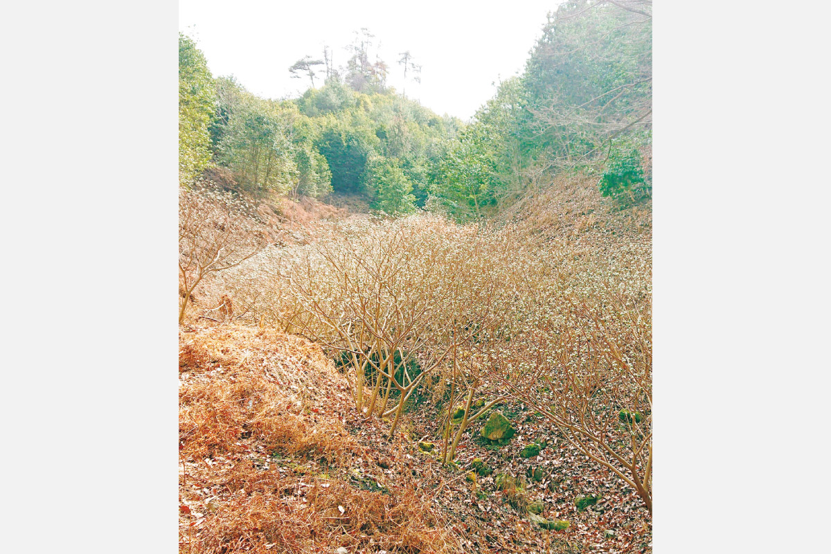 のせでん第1木曜ハイキング 3月6日（木）開催！早春の花の香りに誘われて「吉川峠からトンボの辻・奥の細道コース」