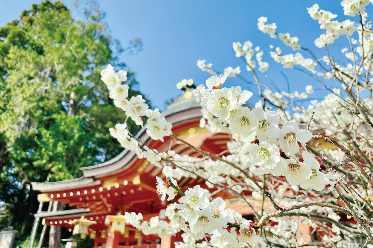 長岡天満宮で「梅花祭」3月7日（土）開催。菅原道真公ゆかりのお祭り