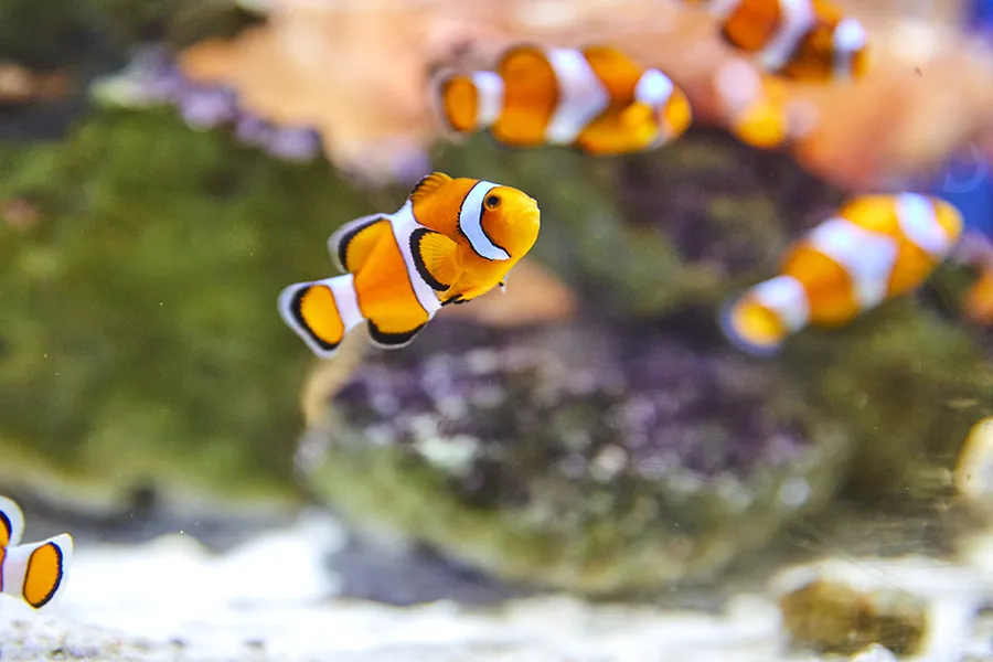 「生きているミュージアム NIFREL（ニフレル）」の魅力をたっぷり紹介！アップデートし続ける新感覚のミュージアム